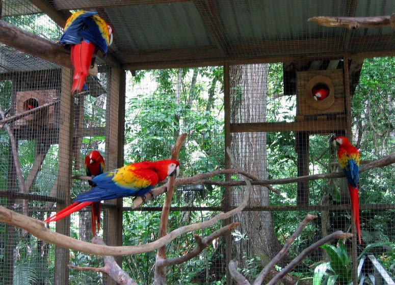 Macaw Mountain Bird Park, Near Copán Ruinas, Honduras
